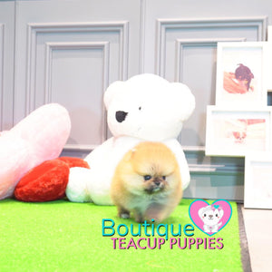 Baby “Hawaii” Loves To Share All Of Her Tropical Love <3 ... Gorgeous Rich Color !! Supreme Quality !! Beautiful Bear Face !! .... Micro Tropical Orange Sable Pomeranian ....**Available**