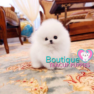 Luxurious Micro “Prada” Is A High End Sweetheart <3 ... VIP Exclusive !! Elite Quality !!  Super Tiny !! .... Micro Ice White Pomeranian ....**Available**