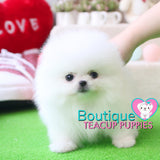 Baby “Vuitton” Is The Best Of The Best When It Come To The Quality Department <3 ... Plush Triple Thick Coat !! Teddy Bear Face !! Luxurious Pomeranian !! .... Micro Ice White Pomeranian ....**SOLD TO REPEAT CLIENT SUSAN in CA!