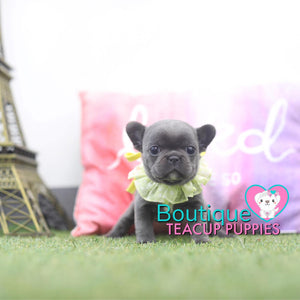 Precious Baby “Diamond” Is Everything You Want In A Luxury Puppy <3 .... VIP Quality !!! Super Tiny !!! Fantastic Features !!! ... Mini Blue Bulldog ...SOLD to Feldman family!