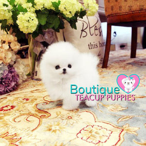 Luxurious Micro “Prada” Is A High End Sweetheart <3 ... VIP Exclusive !! Elite Quality !!  Super Tiny !! .... Micro Ice White Pomeranian ....**Available**