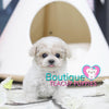 Lil VIP CLASS “Snowflake” Showers Us With The Gift Of Love <3 ... Teddy Bear Poodle !! Huge Baby Doll Eyes!! Majestic Coloring !! Luxurious Quality !! ....  1 LB AT 3.5 MONTHS OLD! SUPER TINY!! AVAILABLE!