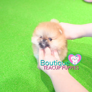 Baby “Hawaii” Loves To Share All Of Her Tropical Love <3 ... Gorgeous Rich Color !! Supreme Quality !! Beautiful Bear Face !! .... Micro Tropical Orange Sable Pomeranian ....**Available**