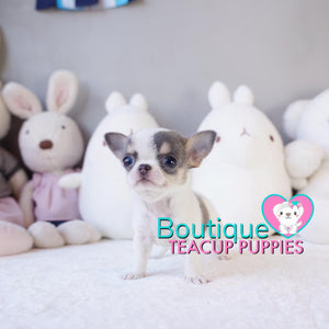 Sweet Baby “Toby” Is The Ideal Partner In Life <3 ... Stunning Apple Head !! Extremely Tiny!! Platinum Quality !!  .... Micro Blue Tri Chihuahua ....**Available**