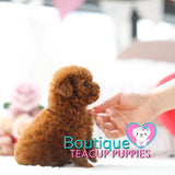 Princess “Penelope” Wants Play Around In The Spring Flowers <3 ... Prestigious Beauty !! Extreme Baby Doll Image !! VIP Puppy !!! .... Micro Red Poodle ....**SOLD TO ALEXANDRA*