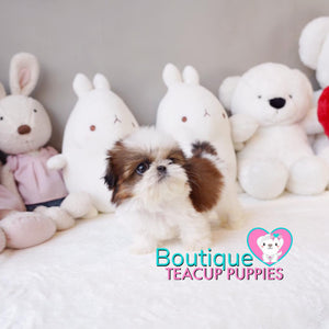 Meet The Chipper & Caring Baby “Jax” <3 ...  Beautiful Build !! Superb Quality !! Glamorous Shaggy Coat !! .... Micro White & Red Shih Tzu ....**Available**