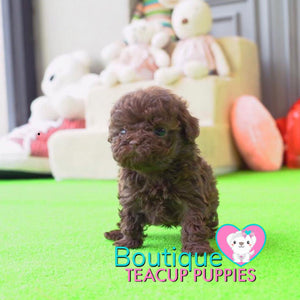 Baby “Ryan” Draws Everybody In Effortlessly With His Sweet Presence <3 ... Crazy Adorable !! Gorgeous Curly Coat !! VIP Puppy !!! .... Micro Rich Chocolate Poodle ....**SOLD to Stephanie**