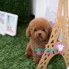 Meet Lil “Landon” The Awesome Cuddle Buddy <3 ... Teddy Bear Poodle !! Glamorous Coat Factor !! Beautiful !!! .... Micro Red Poodle ....**Available**