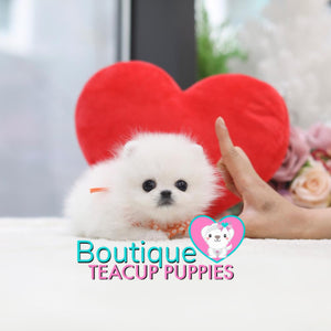 Tiny Lil “Miss Teacup” Is Absolutely Fabulous <3 ... VIP Quality !! Delicate Features !!  Super Tiny Sizing !! .... Micro Sky White Pomeranian ....**Available**