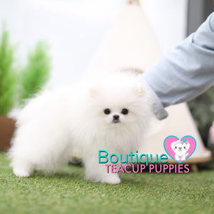 Lil “Noel” Lights Up Our Heart With Her Unconditional Love <3 ... Extreme Bear Face !! Incredible Triple Thick Coat !! Deluxe VIP Quality !! 1.9 Pounds @ 6 Months!! Soo Tiny !! .... Micro Snow White Pomeranian ....**Available**