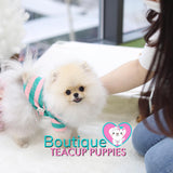 Precious “Pollyanna” Brings A Fun Flare To Love <3 ... 3 Pounds & Fully Grown !! VIP !! Miraculous Beauty !! Precious Platinum Quality Pom !! .... Micro Cream Sable Pomeranian ....**Available**