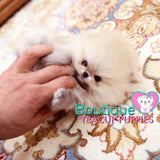 The Fabolous Micro “Chanel” Has Such A Jubilant Aura <3 ... Luxury VIP Exclusive !! Elite Quality !!  Super Tiny !! .... Micro Cream Sable Pomeranian ....**Available**