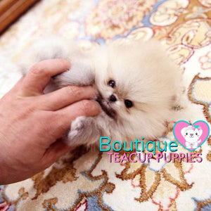 The Fabolous Micro “Chanel” Has Such A Jubilant Aura <3 ... Luxury VIP Exclusive !! Elite Quality !!  Super Tiny !! .... Micro Cream Sable Pomeranian ....**Available**