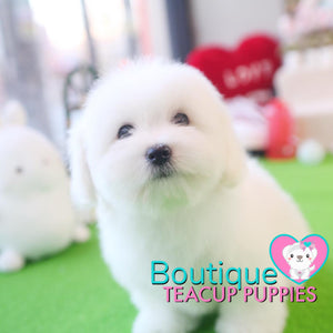 Lil Miss “Cloud” Has Such A Gorgeous Fluffy Cotton Coat <3 ... VIP !! Glamorous !! New Mini Breed For Us  !! .... Mini Cotton White Coton de Tulear ....**Available**