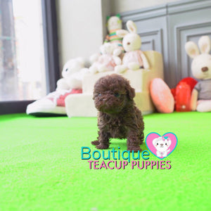 Baby “Ryan” Draws Everybody In Effortlessly With His Sweet Presence <3 ... Crazy Adorable !! Gorgeous Curly Coat !! VIP Puppy !!! .... Micro Rich Chocolate Poodle ....**SOLD to Stephanie**