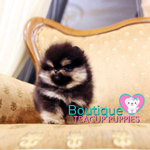 How Adorable Is Baby Bear  Tiny “Elaina” ? <3 ... Highly Desired Coloring !! Luxurious VIP Puppy !! Special Quality !!  Extremely Tiny !! .... Micro Black & Tan Pomeranian ....**Available**