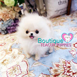 Micro “Macadamia” Is One Of The Tiniest POCKET SIZE Poms Arounds <3 ... VIP Puppy ! Beautiful !! 580 Grams @ 5 Months !! Rare Crazy Tiny Size !! Platinum Quality !!  Tiny Sizing !! .... Micro Cream Pomeranian ....**Available**UPDATED 3/4/19