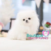 Polar Bear + Micro Pomeranian = Baby “Frosty” <3 ... Extreme Polar Bear Face !! Super Tiny — 1.6 lbs @ 5 Months Old (2/26/19)!!! VIP Quality !! Gorgeous Pomeranian !! .... Micro Bright White Pomeranian ....**Available**UPDATED Pics/Video 2/27/19