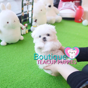 The Beauty Of This Top Tier Micro Maltese Is Incredible - Baby “Glacier” <3 ... SOLD TO LYNETTE!