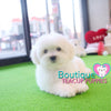 Lil Miss “Cloud” Has Such A Gorgeous Fluffy Cotton Coat <3 ... VIP !! Glamorous !! New Mini Breed For Us  !! .... Mini Cotton White Coton de Tulear ....**Available**