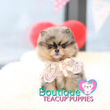 Sweeter Than Sugar & More Precious Than Gold - Meet Micro Princess “Passion” <3 ... VIP Diamond Pomeranian !! Drop Dead Gorgeous !!  Rare One Blue Eye !! .... Micro Merle Pomeranian ....SOLD TO MIGUEL IN MEXICO!