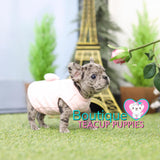 Lil “Kassie” Melts Our Hearts With Her Adorable Looks <3 .... VIP Quality !!! Super Tiny For Frenchie !!! Super Adorable Face !!! ... Mini Blue Merle French Bulldog ....**Sold to Brea**