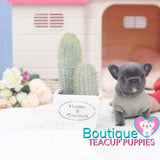 Precious Baby “Diamond” Is Everything You Want In A Luxury Puppy <3 .... VIP Quality !!! Super Tiny !!! Fantastic Features !!! ... Mini Blue Bulldog ...SOLD to Feldman family!