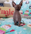 Baby Grinch - Darling Gorgeous Sphynx Kitten Available!