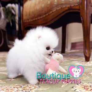 Lil “Lexus” Lives Her Life Sharing So Much Love <3 ... Tiny Sizing !! Beautiful Triple Thick Coat !! Elite Pom !! VIP Quality !! .... Micro Ice White Pomeranian ....**Available**UPDATED Pics/Video 1/10/19