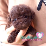 Baby “Ryan” Draws Everybody In Effortlessly With His Sweet Presence <3 ... Crazy Adorable !! Gorgeous Curly Coat !! VIP Puppy !!! .... Micro Rich Chocolate Poodle ....**SOLD to Stephanie**