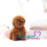 Princess “Penelope” Wants Play Around In The Spring Flowers <3 ... Prestigious Beauty !! Extreme Baby Doll Image !! VIP Puppy !!! .... Micro Red Poodle ....**SOLD TO ALEXANDRA*