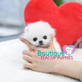 Tiny Lil “Miss Teacup” Is Absolutely Fabulous <3 ... VIP Quality !! Delicate Features !!  Super Tiny Sizing !! .... Micro Sky White Pomeranian ....**Available**