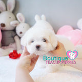 Lil “Lexus” Loves To Play Outside In The Bright Sun<3 ... Luxurious !! Supreme Quality !! .... Mini Cotton White Coton de Tulear ....**Available**