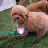 It Doesn’t Get Anymore Adorable Baby “Biscuit”<3 ... Teddy Bear Poodle !! Luxurious Coat Factor !! Gorgeous !!! .... Micro Apricot Poodle ....**Available**