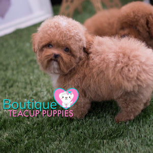 It Doesn’t Get Anymore Adorable Baby “Biscuit”<3 ... Teddy Bear Poodle !! Luxurious Coat Factor !! Gorgeous !!! .... Micro Apricot Poodle ....**Available**