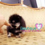 How Adorable Is Baby Bear  Tiny “Elaina” ? <3 ... Highly Desired Coloring !! Luxurious VIP Puppy !! Special Quality !!  Extremely Tiny !! .... Micro Black & Tan Pomeranian ....**Available**