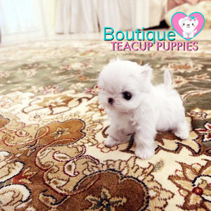 Jubilant “Jasmine” Spreads So Much Fun With Her Alluring Personality <3 ... POCKET SIZE !! Superior Quality !! VIP Puppy !! .... Micro White Maltese ....**SOLD TO SARAH IN UK**