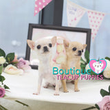 Baby "Luau" Is Warmer Than A Tropical Paradise! Micro Chihuahua Available!