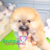 Baby “Hawaii” Loves To Share All Of Her Tropical Love <3 ... Gorgeous Rich Color !! Supreme Quality !! Beautiful Bear Face !! .... Micro Tropical Orange Sable Pomeranian ....**Available**