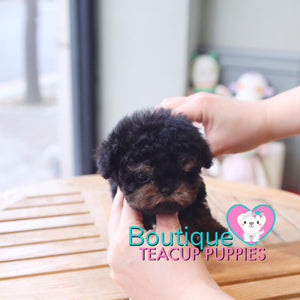 Baby “Blair” Is Such An Adorable Teddy Graham <3 ... Extreme Teddy Bear Poodle !! Outrageously Adorable !! VIP Puppy !!! .... Micro Black & Tan Poodle ....**SOLD TO ANTHONY REPEAT CLIENT*