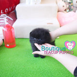 Micro “Macy” Makes The Day So Much Brighter <3 ... Superior Pomeranian !! VIP Quality !! Baby Doll Pomeranian !! .... Micro Midnight Black Pomeranian ....**SOLD to Redina**