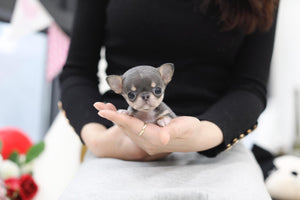 Lil “Azul” Makes Us All Want A Micro Chihuahua <3 ... Gorgeous Coloring !! Incredible Apple Head !! Top Tier Quality !!  .... Micro Blue & Tan Chihuahua ....SOLD to CA!