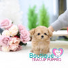 Lil “Spring” Is Blooming With So Much Love <3 ... Highly Desired Baby Doll Image !! Adorable Baby Doll Eyes !! VIP Puppy !!! .... Micro Apricot Maltipoo ....**SOLD TO UK CLIENT **