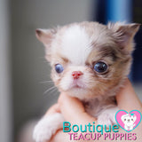 Having Super Sweet Baby “ Waylon” Around Is Like A Breath Of Fresh Air All Of The Time <3 ... RARE Majestic Color !! RARE -One Green Eye/ One Blue Eye- !! Extremely Tiny !! .... Micro Chocolate Merle Chihuahua ....**Available**