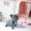 Precious Baby “Diamond” Is Everything You Want In A Luxury Puppy <3 .... VIP Quality !!! Super Tiny !!! Fantastic Features !!! ... Mini Blue Bulldog ...SOLD to Feldman family!