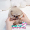 Micro “Mr. Pudding” Loves To Listen To Music With Loved Ones <3 ... Luxurious VIP Quality !! Exquisite Pomeranian !!  Super Tiny !! .... Micro Cream Sable Pomeranian ....**Available**