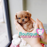 Micro “Nancy” Is The Ultimate Cuddle Buddy  <3 ... Huge Baby Doll Eyes! Luxurious Color ! VIP Elite Quality !!  .... Micro Apricot Maltipoo ....**Available**