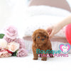 Princess “Penelope” Wants Play Around In The Spring Flowers <3 ... Prestigious Beauty !! Extreme Baby Doll Image !! VIP Puppy !!! .... Micro Red Poodle ....**SOLD TO ALEXANDRA*