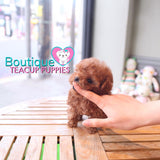 Happiness Radiates From The Adorable Baby “Harley” <3 ... Superb Quality Level !! Extreme Teddy Bear !! VIP Puppy !!! .... Micro Red Poodle ....**SOLD TO JOSEPH and Family**