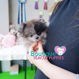 The Fabulous Rare Dream Micro Puppy - Baby “Zelle” <3 ... Luxurious Pomeranian !! Beautiful Markings/Coloring !! Stunning VIP Puppy !! .... Micro Merle Pomeranian ....**Available**UPDATED Pics/Video 3/7/19